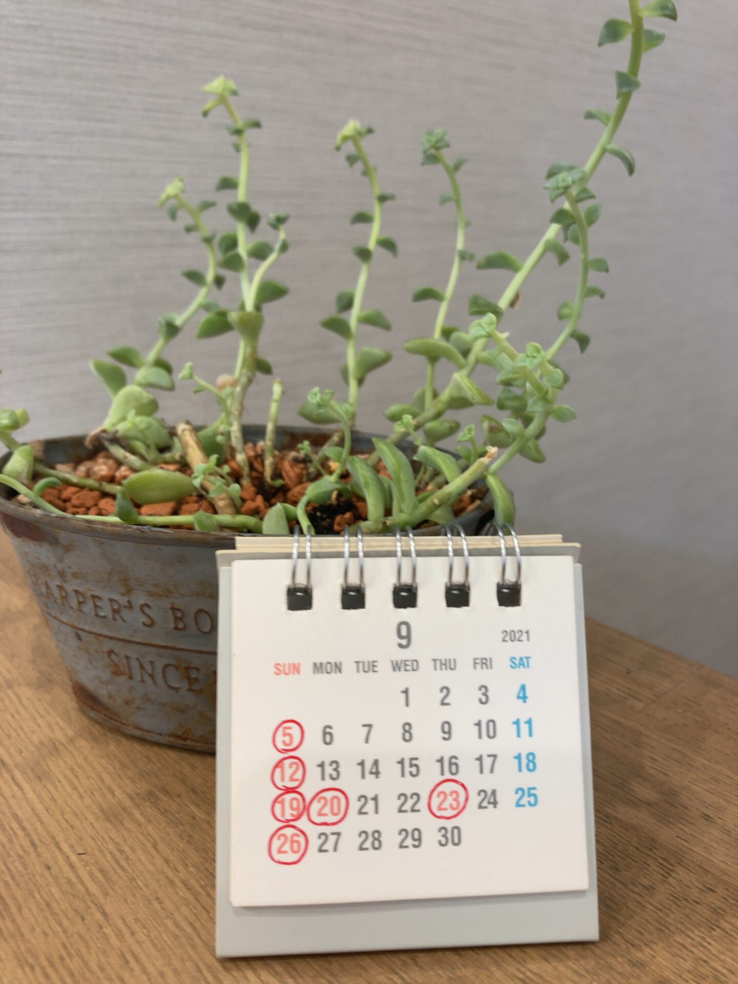 米子美容室R ing/9月のお知らせ✂︎